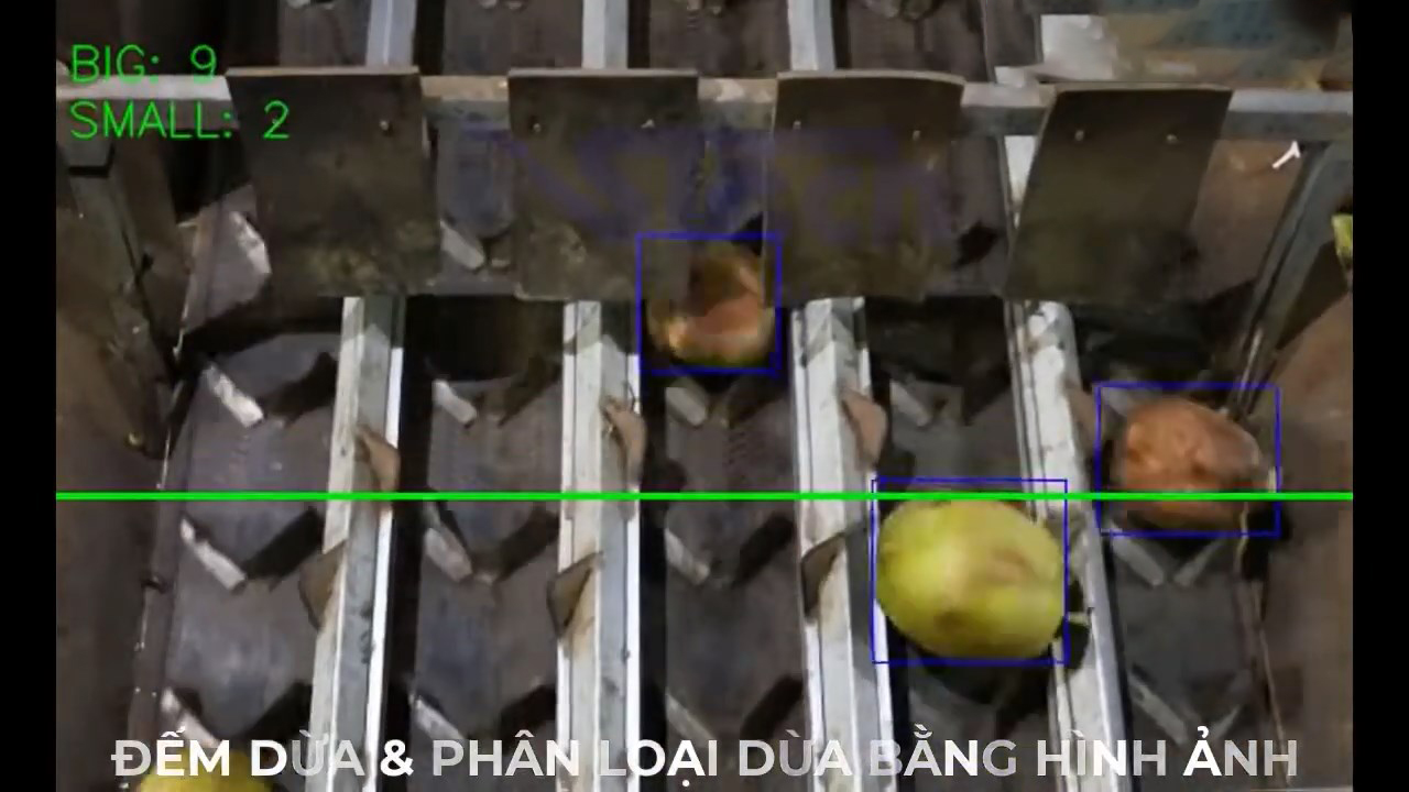 Camera công nghiệp đếm quả dừa trên băng chuyền